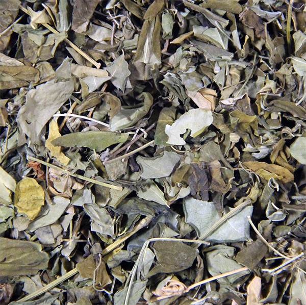 moringa_lystya_600_na_600